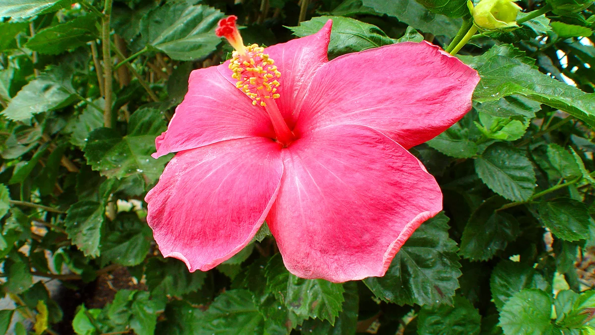 .Maui Kamaole D106
