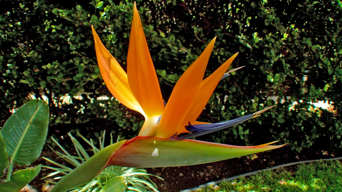 .Maui Kamaole D106