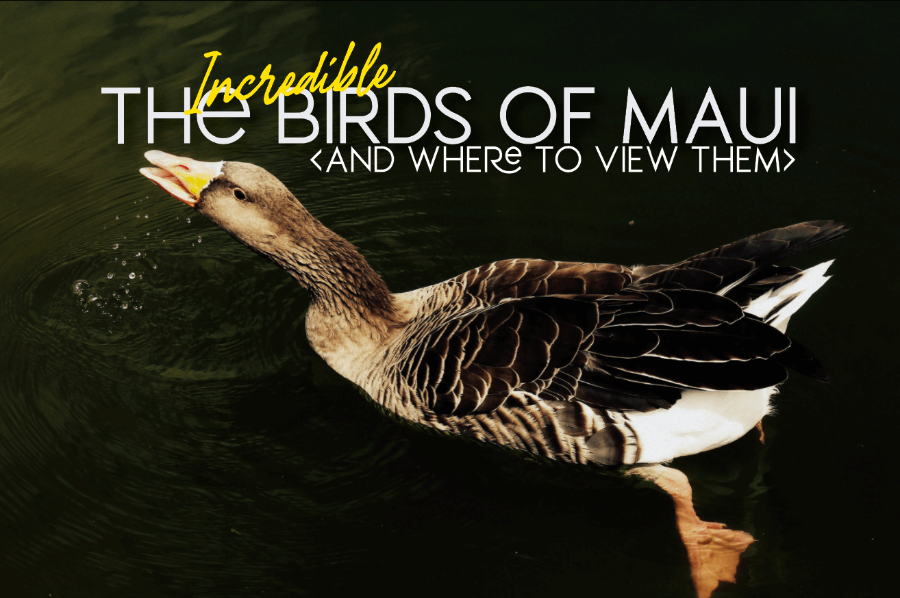 Bird watching in Maui