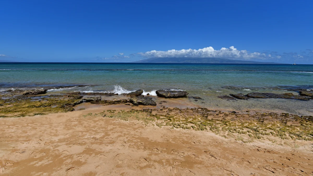 Paki Maui 207