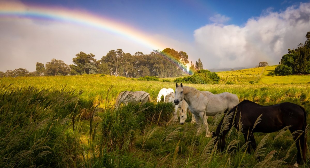Upcountry Maui: A Day-Trip Guide to Kula, Makawao & Haleakalā