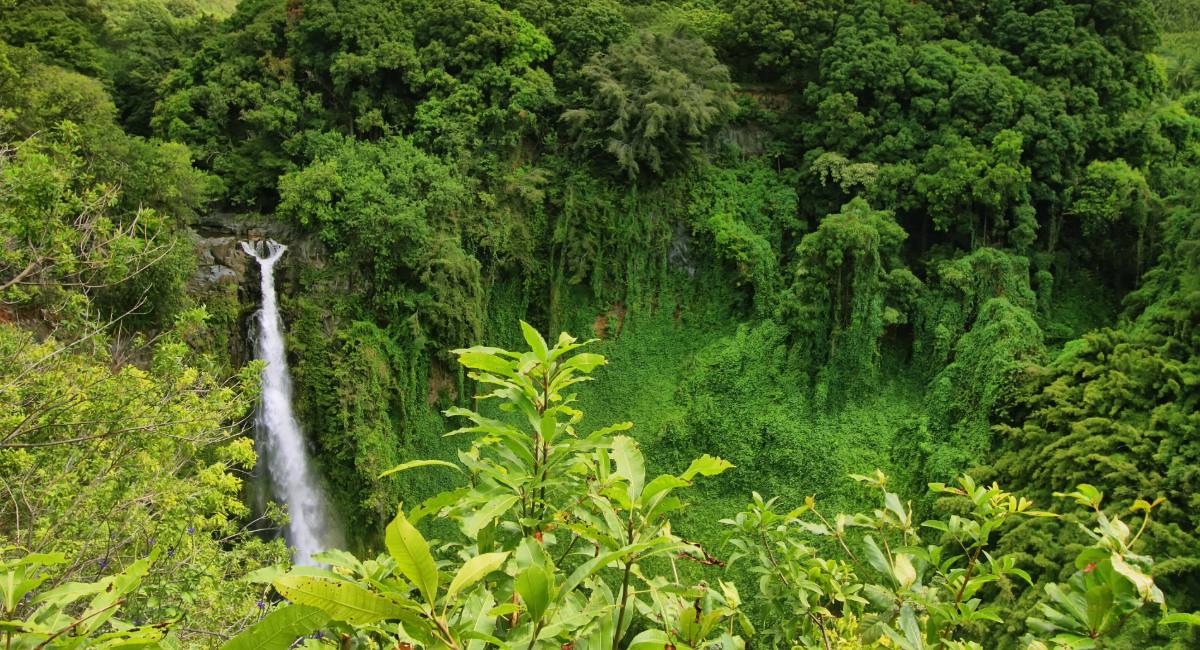 View of Makahiku Falls cascading through lush green jungle in Haleakalā National Park, seen from the Pīpīwai Trail en route to Waimoku Falls on Maui