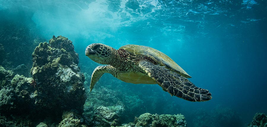 Maui sea turtle