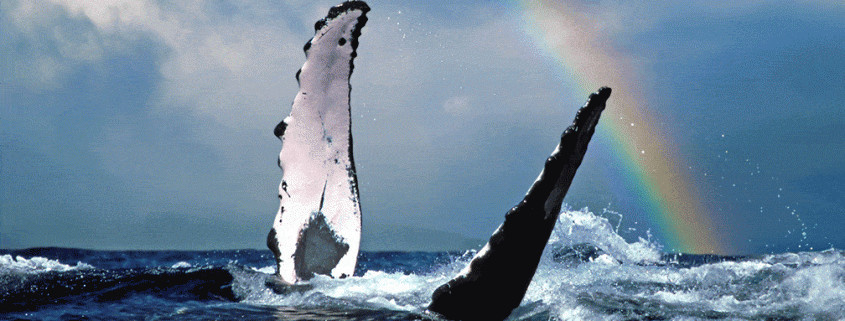 Humpback whale in the waters off Maui