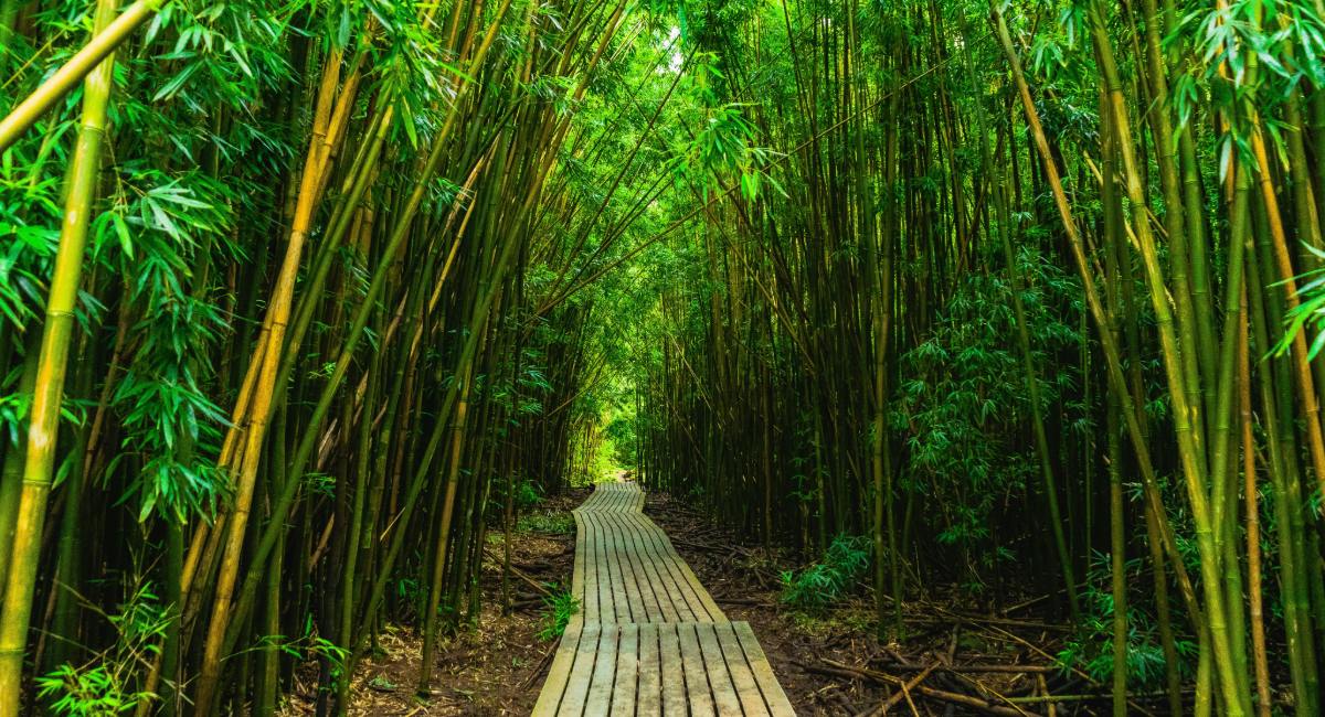 Wooden boardwalk winding through dense green bamboo forest on the Pīpīwai Trail in Haleakalā National Park, Maui