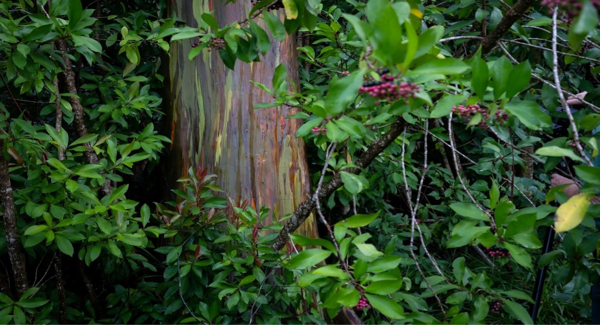 A Rainbow Eucalyptus tree on the Road to Hāna in Maui, Hawaiʻi