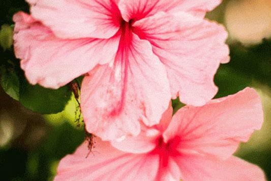 Spring flowers on Maui
