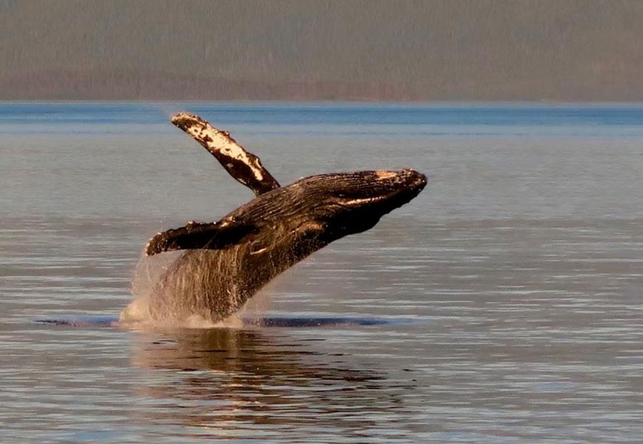 image of whale in Kāʻanapali