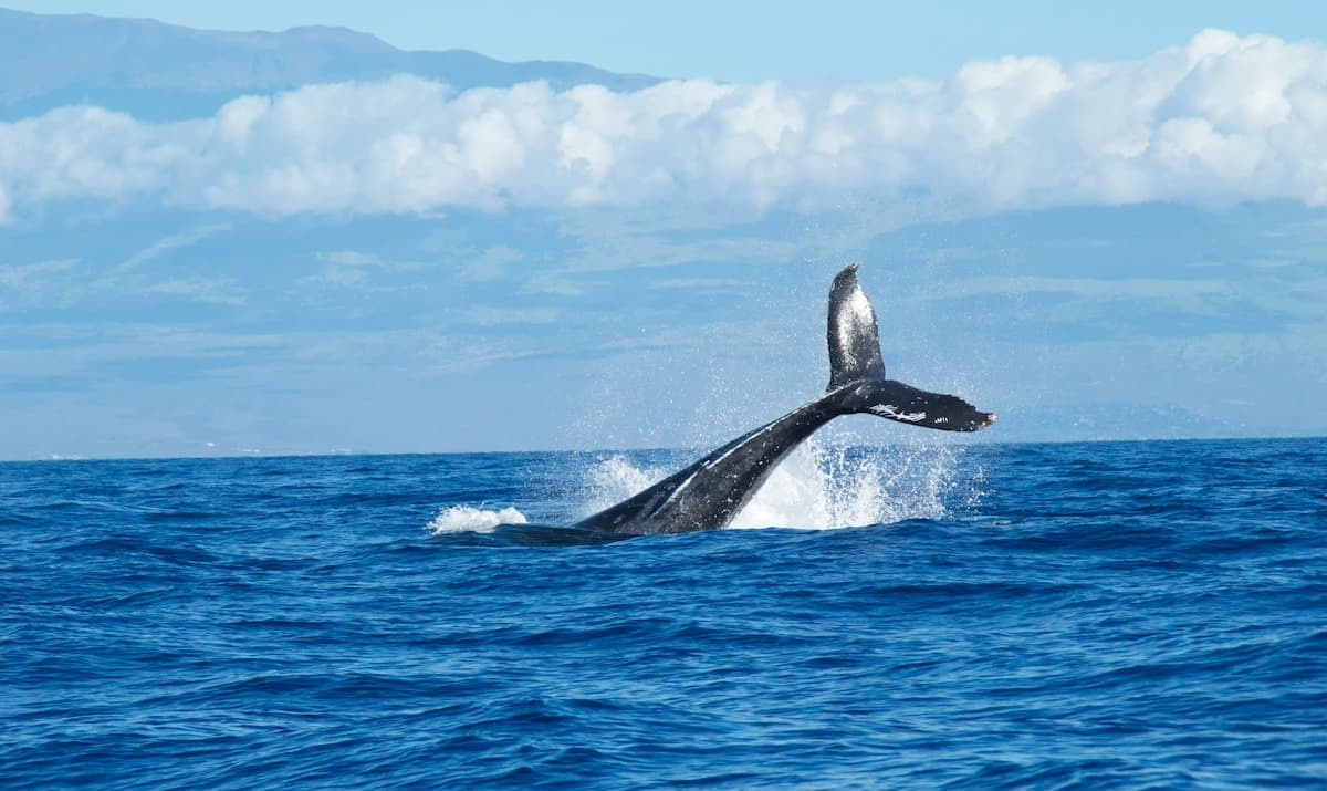 Whale tail emerging from the water off the coast of Maui which can be seen while whale watching on Maui