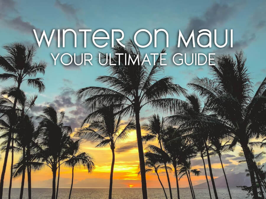 Palm trees at sunset on Maui in winter